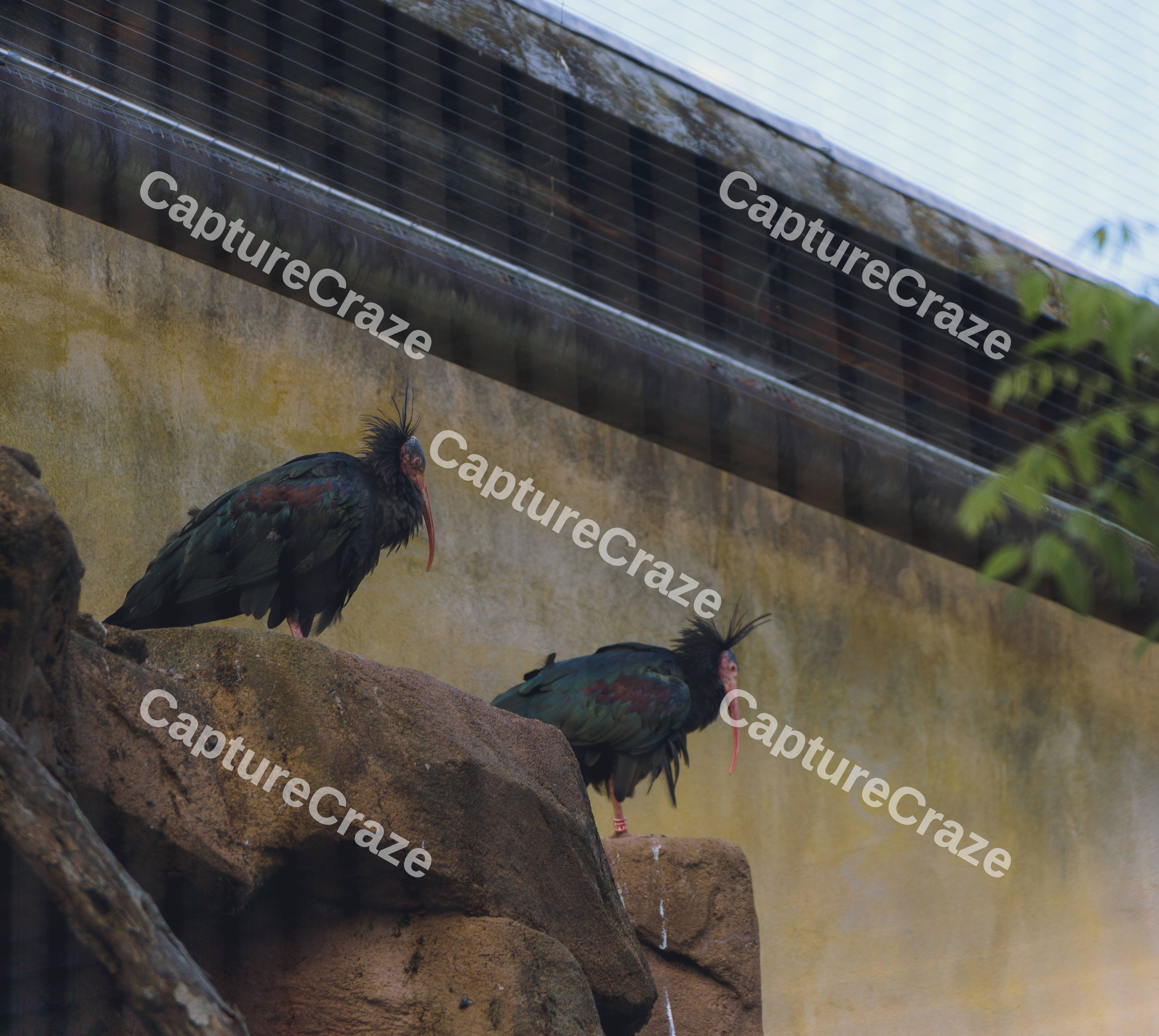 2 Northern Bald Ibis